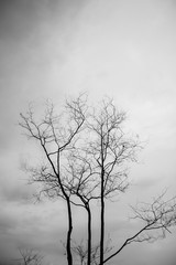 Fototapeta na wymiar Abstract bare tree branches , black and white
