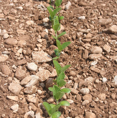 Giovani germogli di piante di Soia nel campo