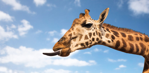 giraffe showing tongue - obrazy, fototapety, plakaty