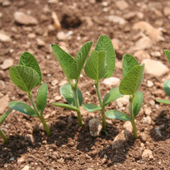 Giovani germogli di piante di Soia nel campo