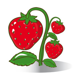 Juicy strawberries on a white background.Vector