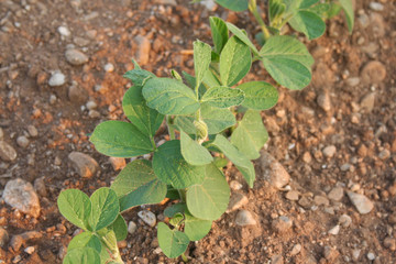 Giovani germogli di piante di Soia nel campo