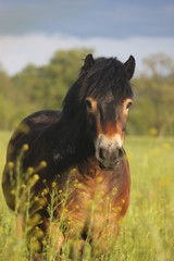 Exmoorpony Hengst © Jennifer