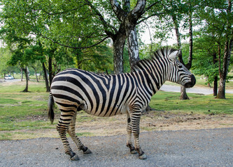 Zebra, full figure