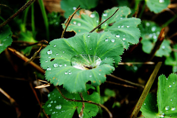 Blatt mit Wasseransammlung 