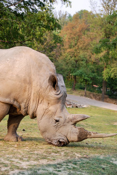 Rhinoceros in a parck - Italy