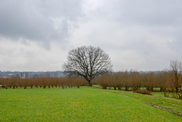 An oak tree around hazel near Farigliano, Piedmont, Italy