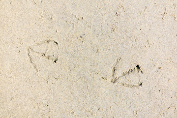Trail of bird footprints in sand of beach, Netherlands