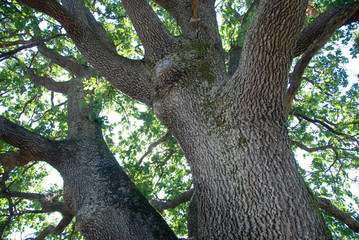 Oak trunk