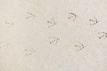 Trail of bird footprints in sand of beach, Netherlands