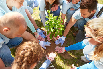 group of volunteers planting tree in park