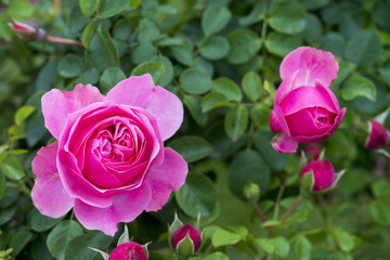 A rose is a woody perennial flowering plant of the genus Rosa, in the family Rosaceae, or the flower it bears. There are over a hundred species and thousands of cultivars.