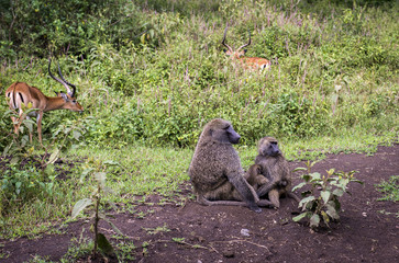 Baboons with baby on the road in Lake Nakuru National Park
