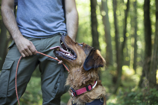 Happy dog looking at owner