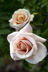 A rose is a woody perennial flowering plant of the genus Rosa, in the family Rosaceae, or the flower it bears. There are over a hundred species and thousands of cultivars.