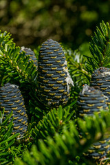Korean fir tree with blue cones and resin.