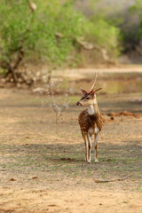 The chital or cheetal (Axis axis), also known as spotted deer or axis deer, male with a broken...