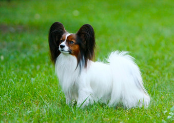 The white Papillon stands on the green grass. A beautiful dog with long hair. A horizontal photograph of a puppy in the street.