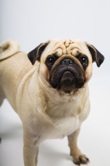 dog on a light background close-up. Pug.