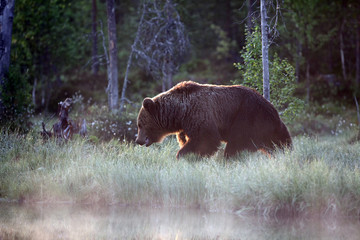 The Eurasian brown bear (Ursus arctos arctos), walking at sunrise in the scandinavian forest