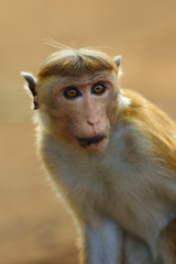 The toque macaque (Macaca sinica), portrait of a young male