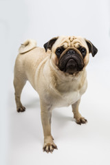 dog on a light background close-up. Pug.