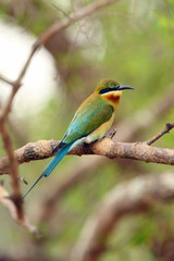 Obraz premium The blue-tailed bee-eater (Merops philippinus) sitting on the branch with green background