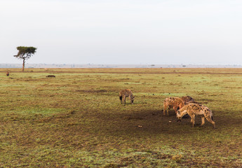 clan of hyenas in savannah at africa