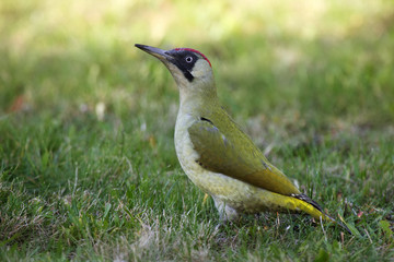 The European green woodpecker (Picus viridis) sitting down in the grass