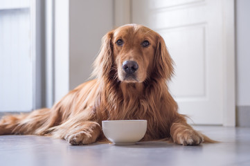 The Golden Retriever eating