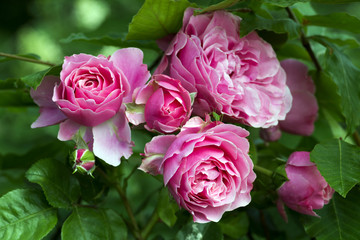 A rose is a woody perennial flowering plant of the genus Rosa, in the family Rosaceae, or the flower it bears. There are over a hundred species and thousands of cultivars.