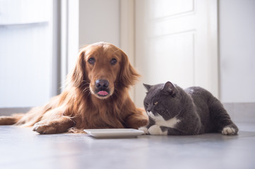 Golden Retriever and British shorthair cats are eating