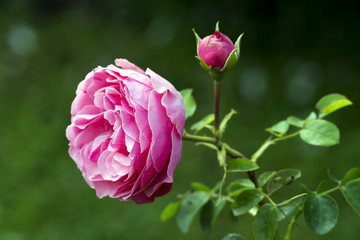 A rose is a woody perennial flowering plant of the genus Rosa, in the family Rosaceae, or the flower it bears. There are over a hundred species and thousands of cultivars.