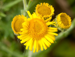 gorgeous growing sunflowers in infancy summer time