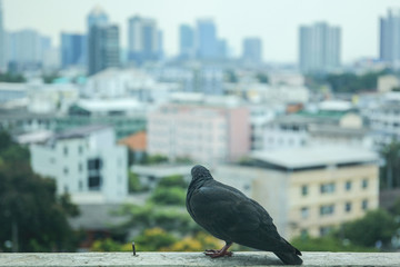 Black pegion standing on terrace with a big city background.