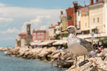 Seagull sitting on the shore rocks in front of a cost town