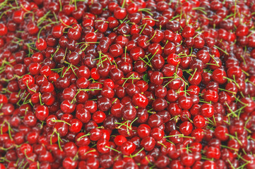 Sweet fresh cherries heap scattered closeup, fruit backround