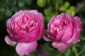 A rose is a woody perennial flowering plant of the genus Rosa, in the family Rosaceae, or the flower it bears. There are over a hundred species and thousands of cultivars.