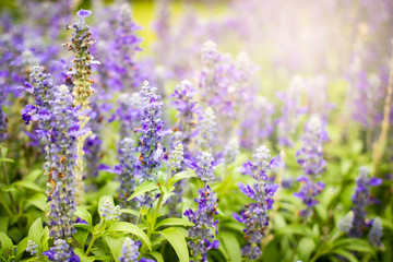 Beautiful lavenders close up in the garden with blurred larvender field background.
