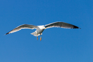 Fototapeta premium seagull in the sky
