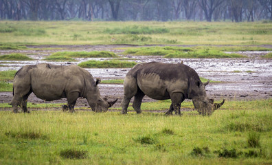 Fototapeta premium Rhinoceros grazing on the plain at Lake Nakuru