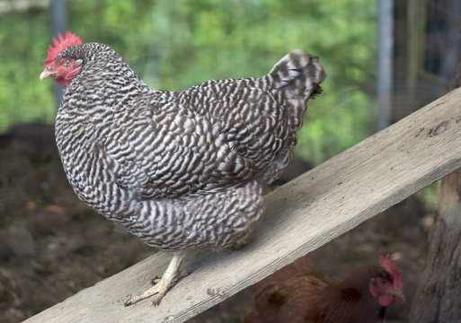 Plymouth Rock Chicken (hen)