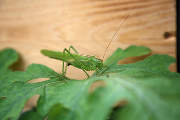 Heischrecke