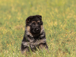 Puppy German Shepherd dog