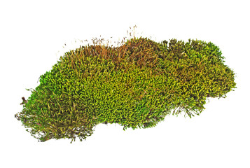 Green moss isolated on white bakground