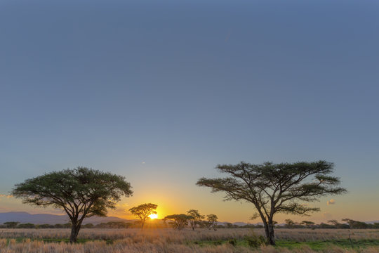 Acasia trees at sunrise