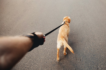 man holding a labrador dog on a leash a golden retriever walking along the street, the concept of...