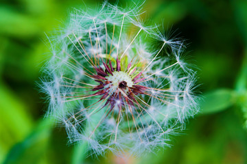 Ripe seeds of a dandelion flower in a blue light, macro photography, selective focus, close-up