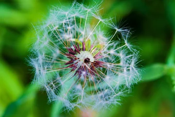 Fototapete Ripe seeds of a dandelion flower in a blue light, macro photography, selective focus, close-up © golubka57
