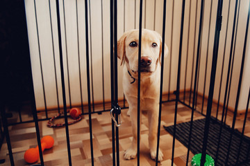 Labrador dog is a golden retriever sitting in a cage valere in the apartment of the house. Concept...